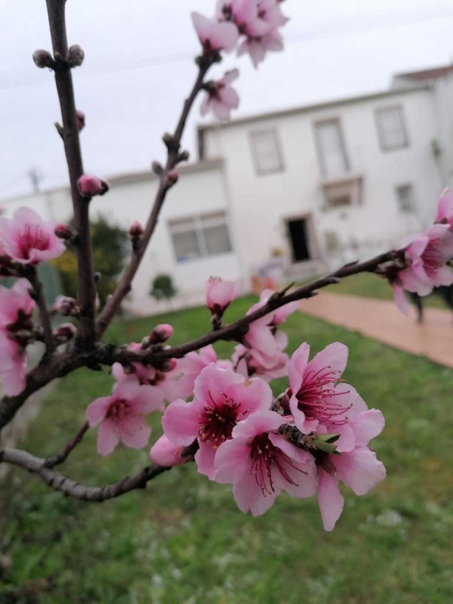 Torre De Santiago - Guest House Vila Praia de Ancora Ngoại thất bức ảnh